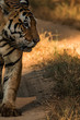Portrait of a bengal tiger that is well suited for magazine cover (vertical)