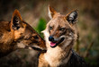 A pair of golden jackals from the jungles of India