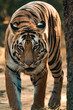 Head on shot of a bengal tigress walking along a jungle path in India