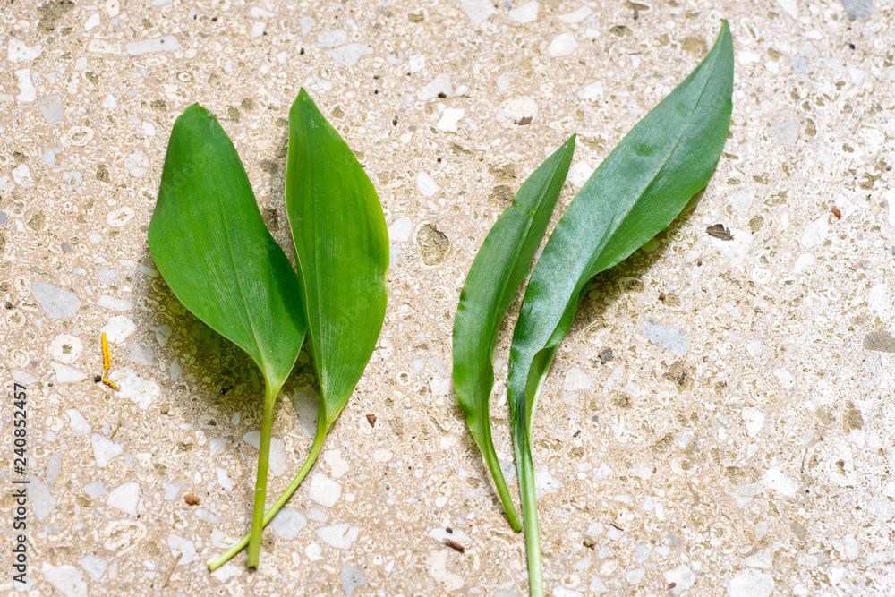 waterworld plant PlantPico™ Water World main image 1