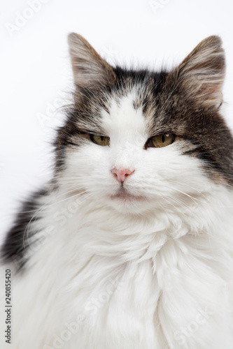 Scruffy Elderly Long Haired White And Grey Female Tabby Cat Looking Inscrutably At The Camera Buy This Stock Photo And Explore Similar Images At Adobe Stock Adobe Stock