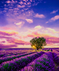 Tree in lavender field at sunset in Provence, France