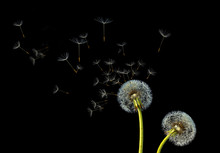 Dandelion. Close Up Of Dandelion Spores Blowing Away,blue Sky Background