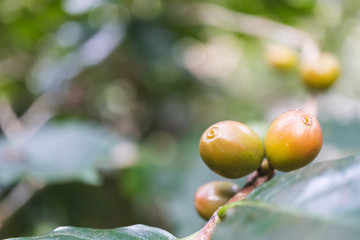 fresh organic coffee cherries with coffee tree in northern part of thailand, selective focus