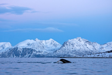 Wall Mural - humpback whale, megaptera novaeangliae, Norway