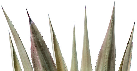   épines de feuilles d'agave sur fond blanc 
