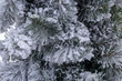 © Anna - Pine branches powdered with snow