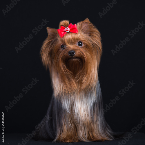 Fotografie, Obraz Dog breed Yorkshire Terrier on a black background.