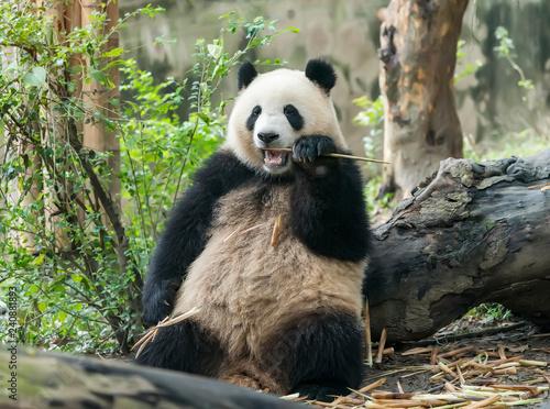Fotografia, Obraz Giant panda eating bamboo,Wild Animals.