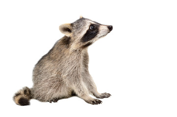 Wall Mural - curious raccoon sitting isolated on white background, side view