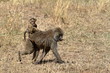 Pavian in der Savanne der Serengeti 