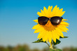 © Svetlana - Closeup sunflower wearing black sunglasses with blue sky background