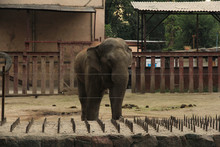 Elephant In The Zoo