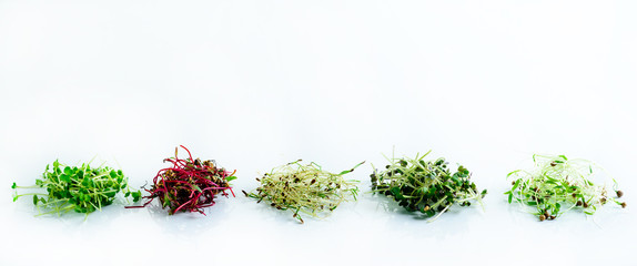 Wall Mural - microgreen dill sprouts, radishes, mustard, arugula, mustard in the range on a light background