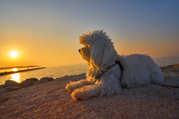 Maltichon pet dog looking beach sunset