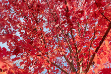 Bright Red Leaves In Autumn