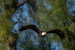© DesiDrew Photography - bald eagle in flight