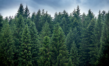 A Spruce Forest