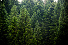 A Spruce Forest