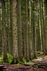  a spruce forest