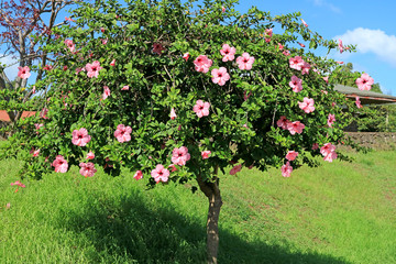 Wall Mural - flowering pink hibiscus tree on easter island, chile, south america