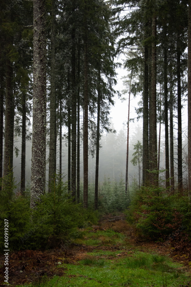 Nebel zwischen hohen Nadelbäumen im Schwarzwald