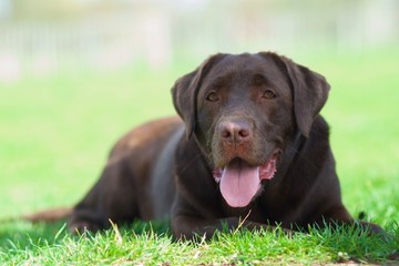 labrador retriever