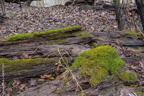 Fotografie, Obraz Forest moss growing on fallen rotten tree.