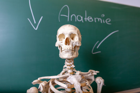 a skeleton model stands at a blackboard