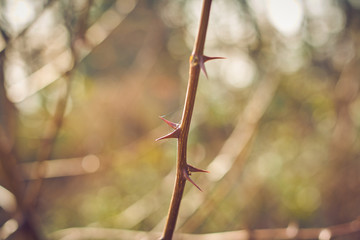 Vicious thorns in bush. Sharp and threatening thorns in a plant with constipation