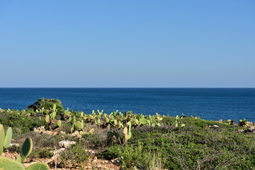 Poster - beach (cala mosche) in one of the most beautiful beaches of Sicily, in the Vendicari Natural Reserve syracuse italy