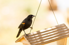 Harsh Backlight Red-winged Blackbird (Agelaius Phoeniceus) On Feeder