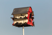 Colony Of Purple Martins (Progne Subis) Building And Repairing Nest In Martin House