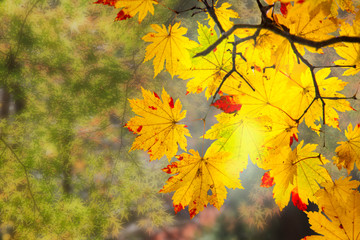Wall Mural - beautiful branch with nice red and yellow maple leaves