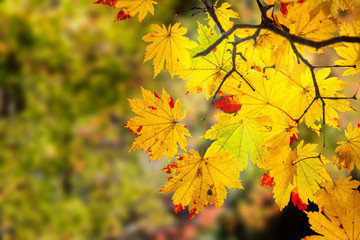 Wall Mural - beautiful branch with nice red and yellow maple leaves