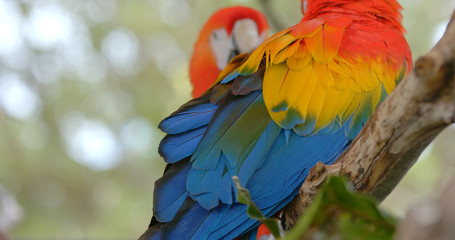 Pair of Macaw