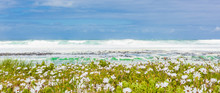 White Coastal Flowers On A Beach In Cape Town