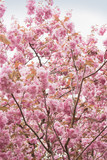 Fototapeta Kwiaty - Looking up at pink Sakura flowers against sky - cherry blossom trees in spring