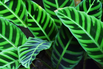 Sticker - Calathea zebrina (Zebra plant)