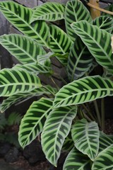 Sticker - Calathea zebrina (Zebra plant)