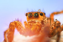 Jumping Spider Beautiful Close Up Of Jumping Spider Colorful On Lighting And Blue Background