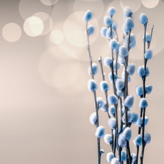 Beautiful spring background with blossom of blue pussy willow branches with bokeh, front view with copy space for your design. Springtime background