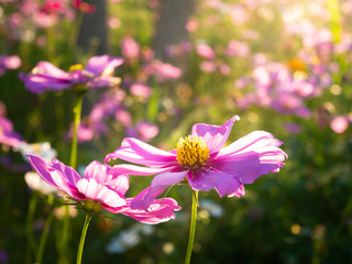 beautiful cosmos in the garden