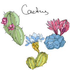 Wall Mural - Vector Cacti floral botanical flower. Green and blue engraved ink art. Isolated cacti illustration element.