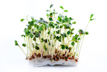 Microgreen Radish Sprouts On A Light Background