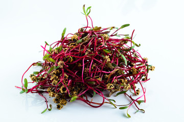 microgreen chard sprouts or beets on a white background