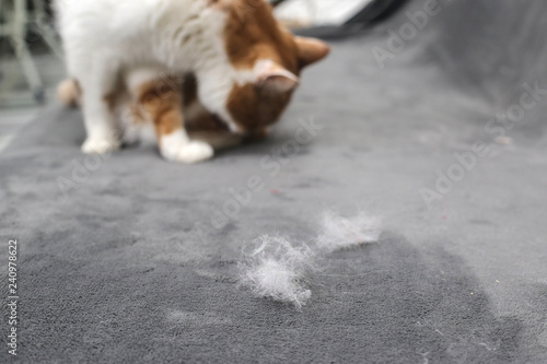 Pet Hair Cleaning The Cat S Fur Cat Hair On The Couch Buy
