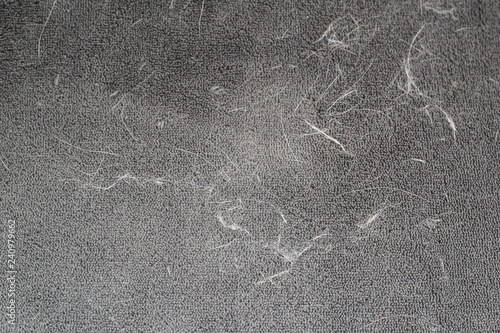 Pet Hair Cleaning The Cat S Fur Cat Hair On The Couch Buy