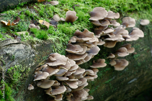 Fotografie, Obraz Lentinellus castoreus, wild mushroom from Finland