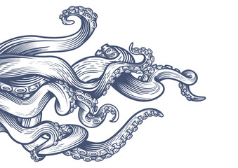 tentacles of an octopus. hand drawn vector illustration in engraving technique isolated on white bac